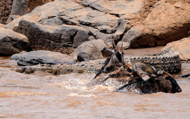 صور.. الهجرة الكبرى للحيوانات عبر نهر مارا