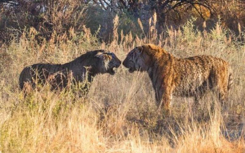 صور: معركة دامية بين نمرين أفريقيين