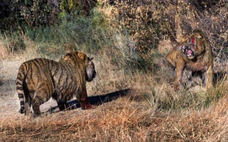 صور: معركة دامية بين نمرين أفريقيين