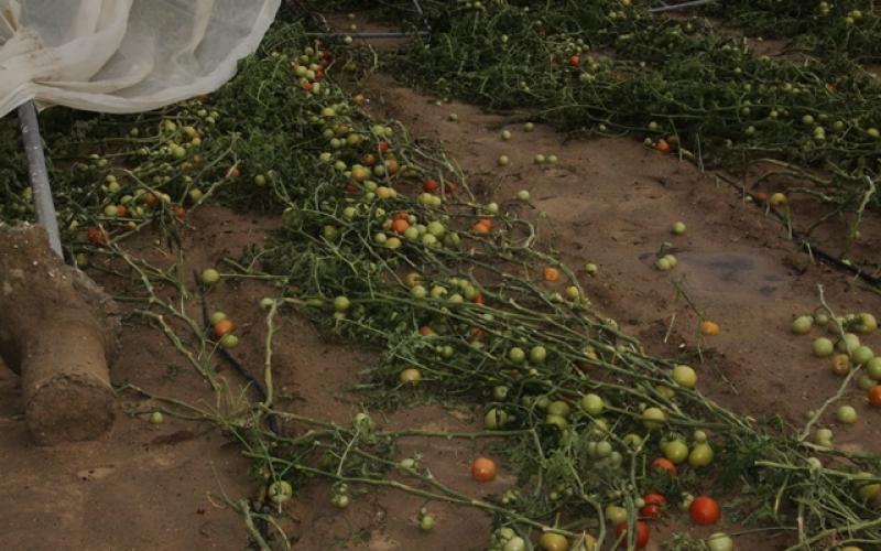 صور: أضرار بالزراعة جراء المنخفض بخانيونس