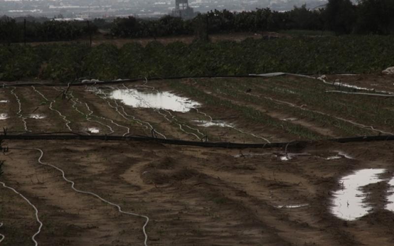 صور: أضرار بالزراعة جراء المنخفض بخانيونس