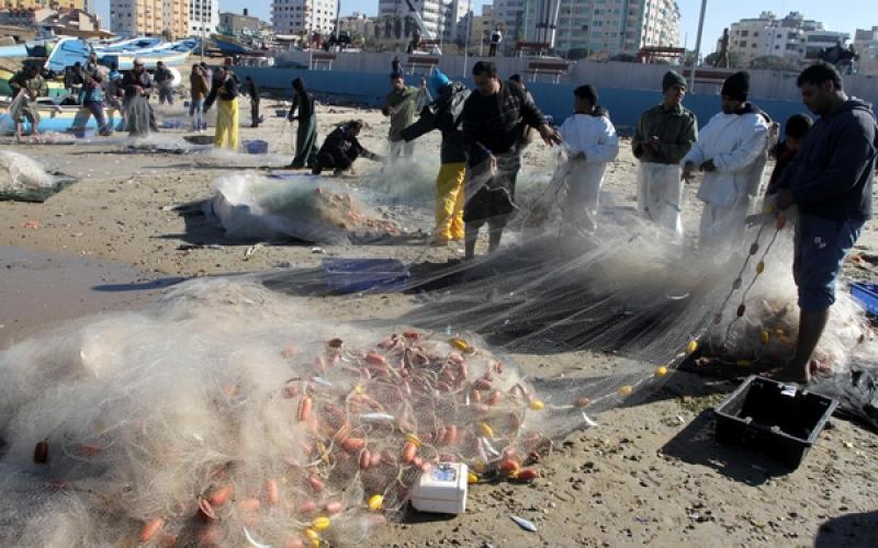 صور: أسماك وفيرة بغزة بعد المنخفض