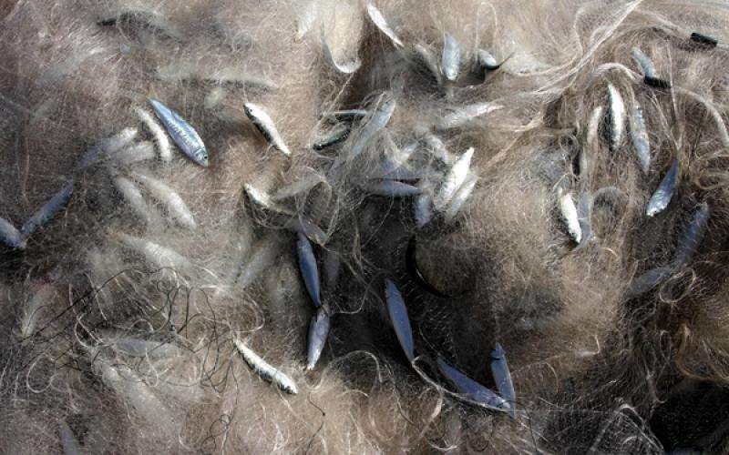 صور: أسماك وفيرة بغزة بعد المنخفض