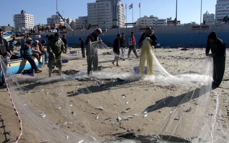 صور: أسماك وفيرة بغزة بعد المنخفض