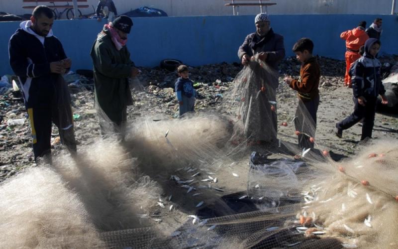 صور: أسماك وفيرة بغزة بعد المنخفض