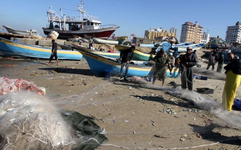 صور: أسماك وفيرة بغزة بعد المنخفض