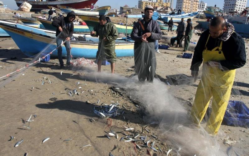 صور: أسماك وفيرة بغزة بعد المنخفض
