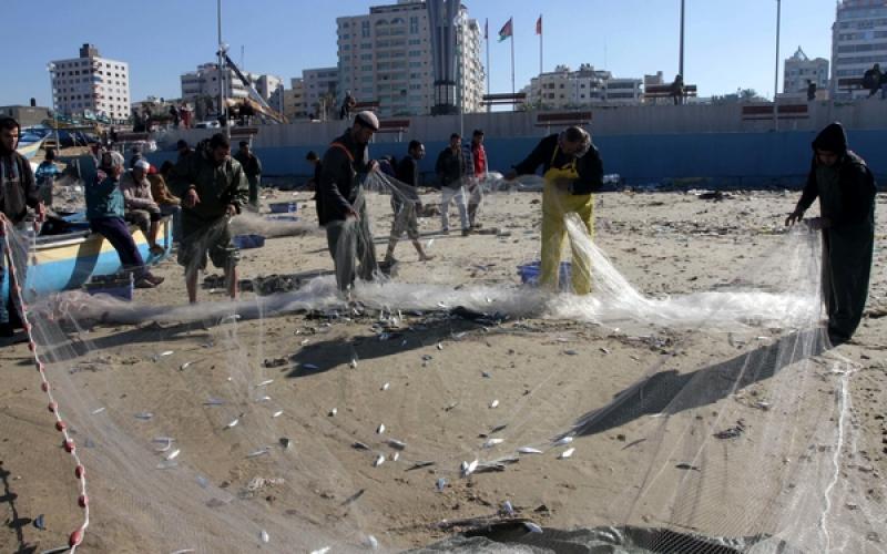 صور: أسماك وفيرة بغزة بعد المنخفض