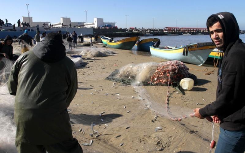 صور: أسماك وفيرة بغزة بعد المنخفض