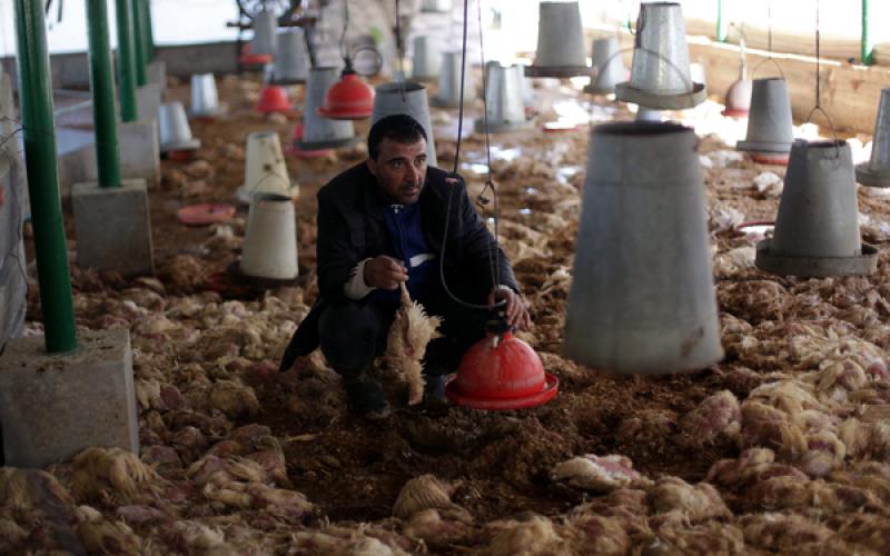 صور: نفوق آلاف الدواجن بسبب المنخفض