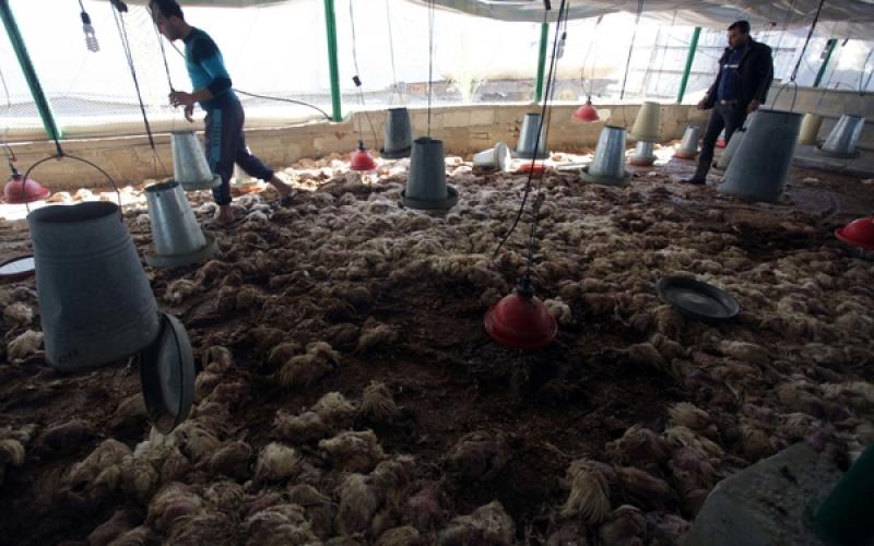 صور: نفوق آلاف الدواجن بسبب المنخفض