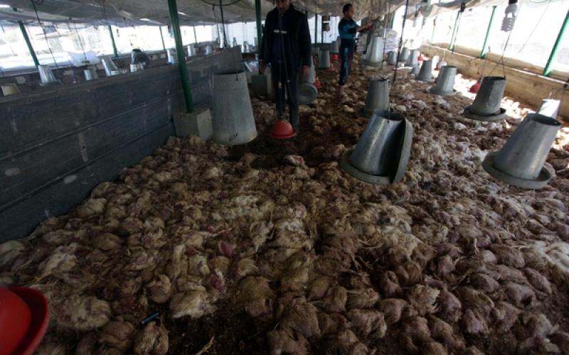 صور: نفوق آلاف الدواجن بسبب المنخفض