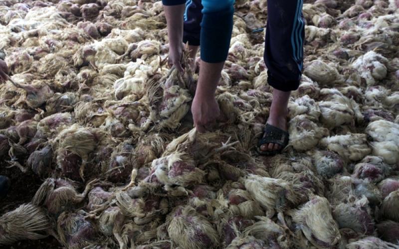 صور: نفوق آلاف الدواجن بسبب المنخفض