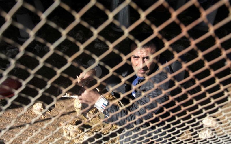 صور: نفوق آلاف الدواجن بسبب المنخفض