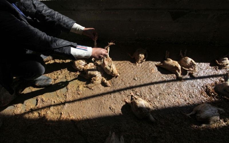 صور: نفوق آلاف الدواجن بسبب المنخفض