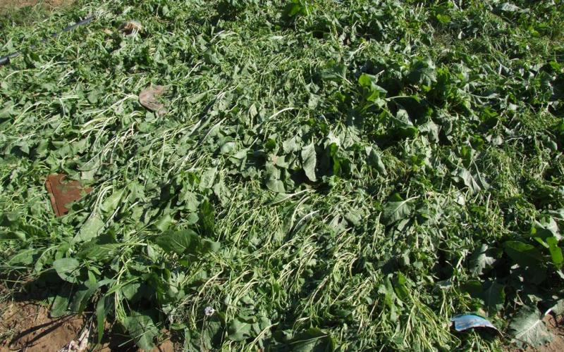 بالصور: دير البلح.. منخفض شرد البشر وقتل الشجر