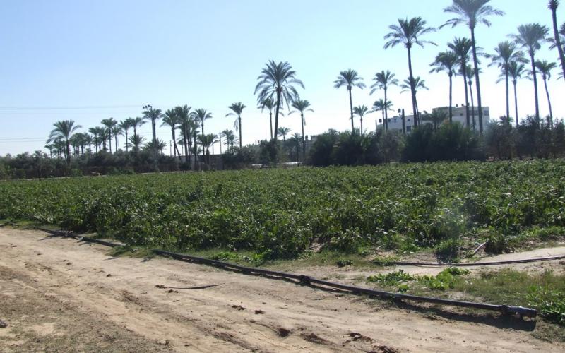 بالصور: دير البلح.. منخفض شرد البشر وقتل الشجر