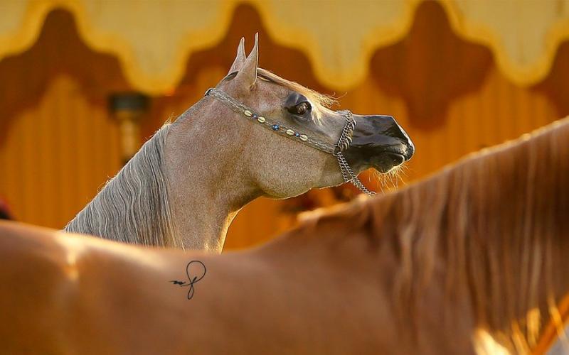 صور: "الخيل" معقود بنواصيها الخير