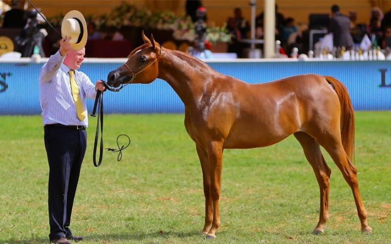 صور: "الخيل" معقود بنواصيها الخير