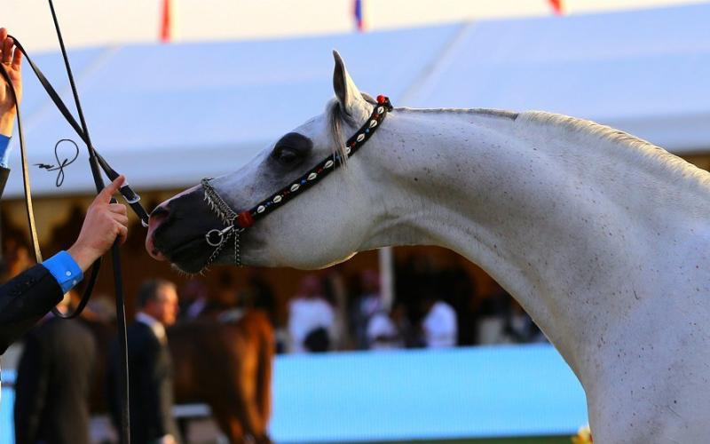 صور: "الخيل" معقود بنواصيها الخير