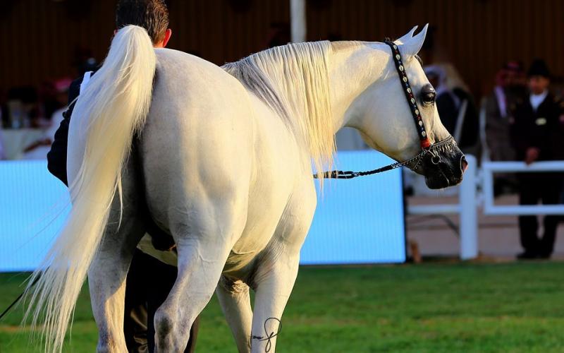 صور: "الخيل" معقود بنواصيها الخير