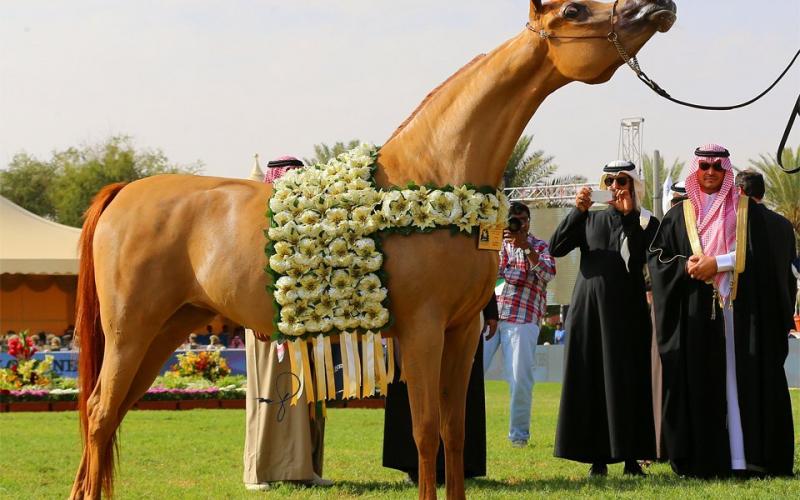 صور: "الخيل" معقود بنواصيها الخير