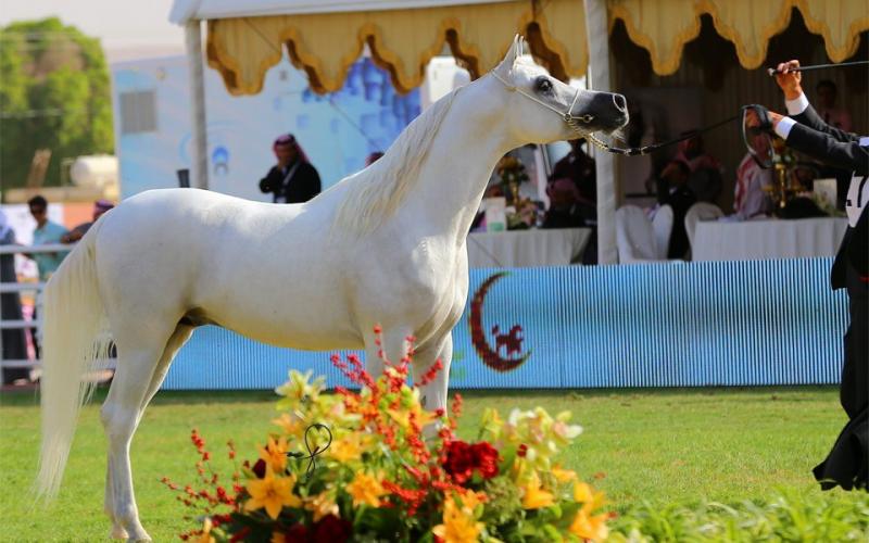 صور: "الخيل" معقود بنواصيها الخير