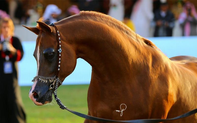 صور: "الخيل" معقود بنواصيها الخير