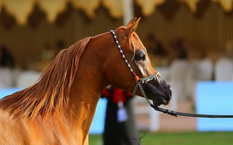 صور: "الخيل" معقود بنواصيها الخير