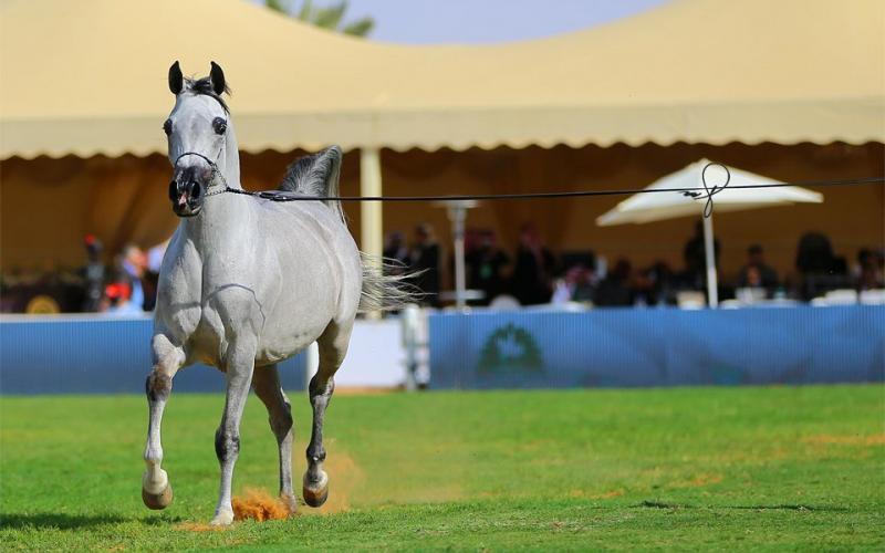 صور: "الخيل" معقود بنواصيها الخير