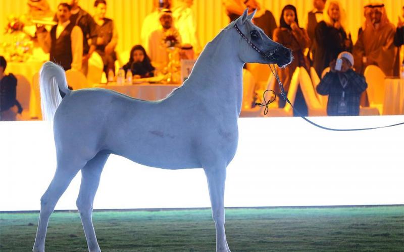 صور: "الخيل" معقود بنواصيها الخير