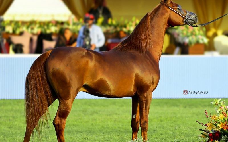 صور: "الخيل" معقود بنواصيها الخير