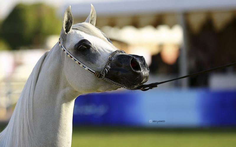 صور: "الخيل" معقود بنواصيها الخير