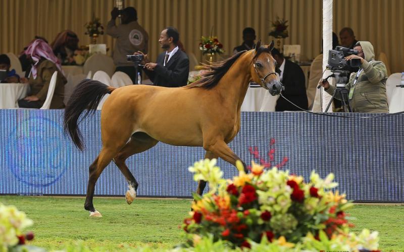 صور: "الخيل" معقود بنواصيها الخير