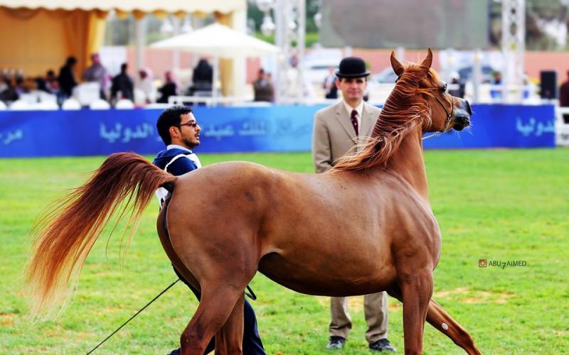 صور: "الخيل" معقود بنواصيها الخير