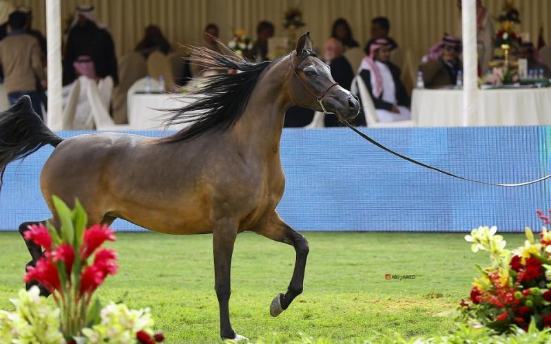 صور: "الخيل" معقود بنواصيها الخير