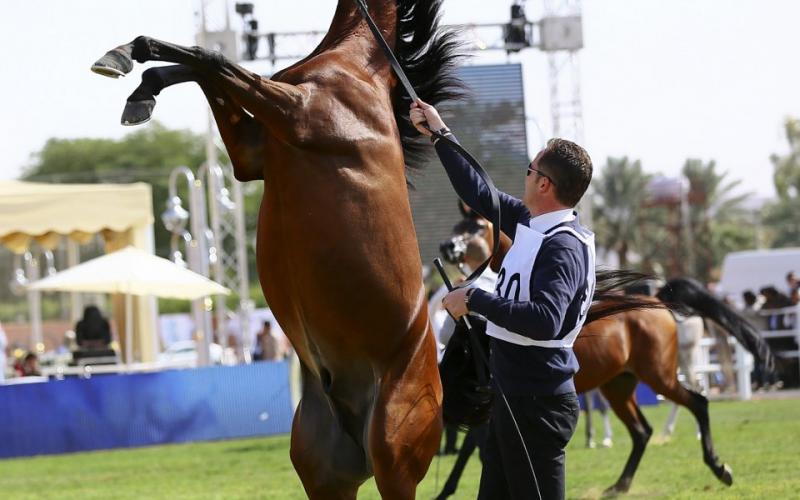 صور: "الخيل" معقود بنواصيها الخير