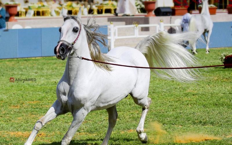 صور: "الخيل" معقود بنواصيها الخير