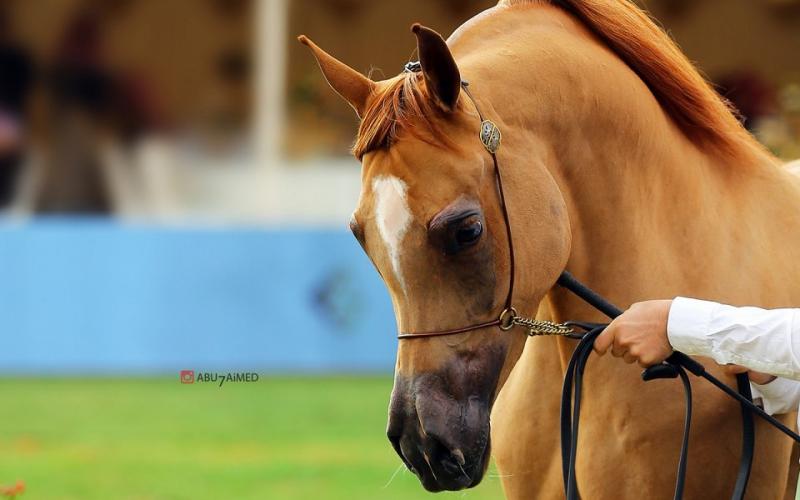 صور: "الخيل" معقود بنواصيها الخير