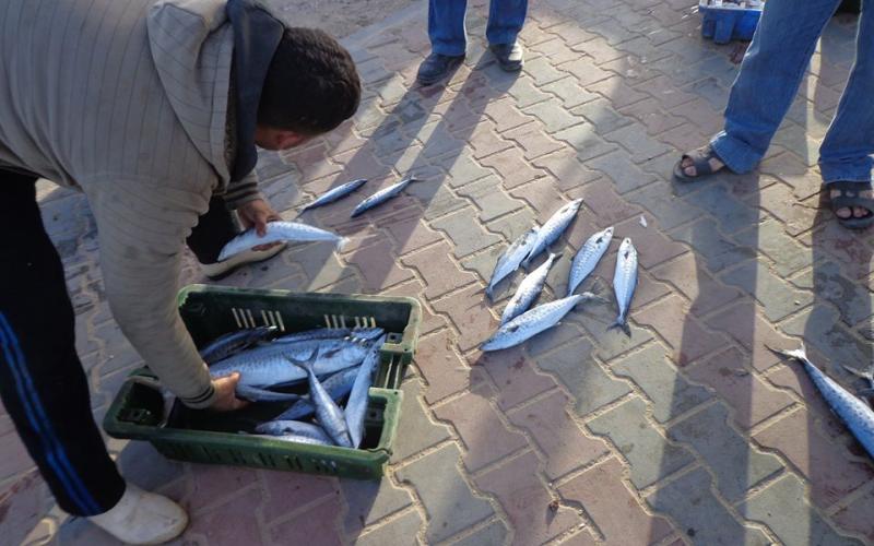 صور: خيرات بحرية في "حسبة السمك" بغزة