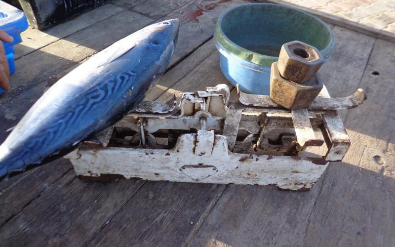 صور: خيرات بحرية في "حسبة السمك" بغزة