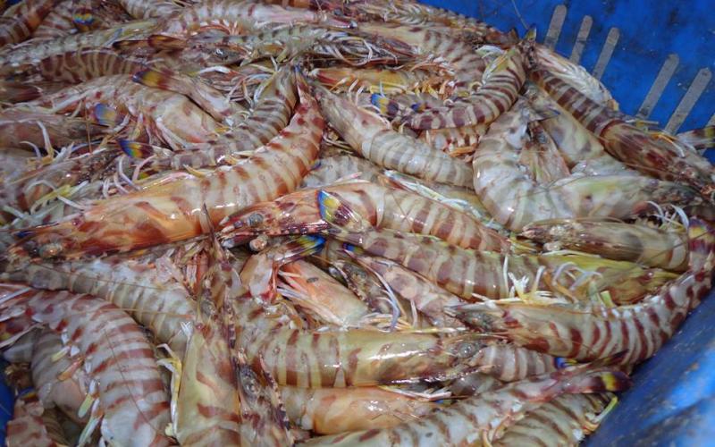 صور: خيرات بحرية في "حسبة السمك" بغزة