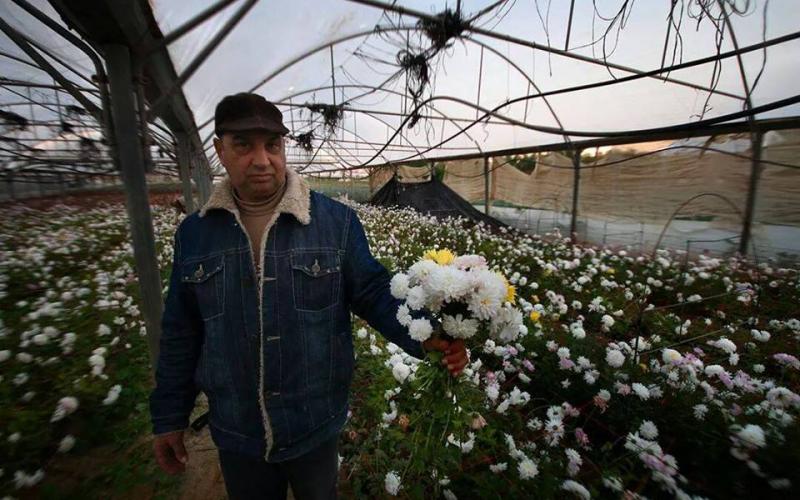 صور:‬ موسم قطف الورود في مدينة رفح