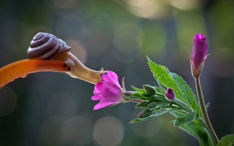 صور: أسرار حياة الحلزون