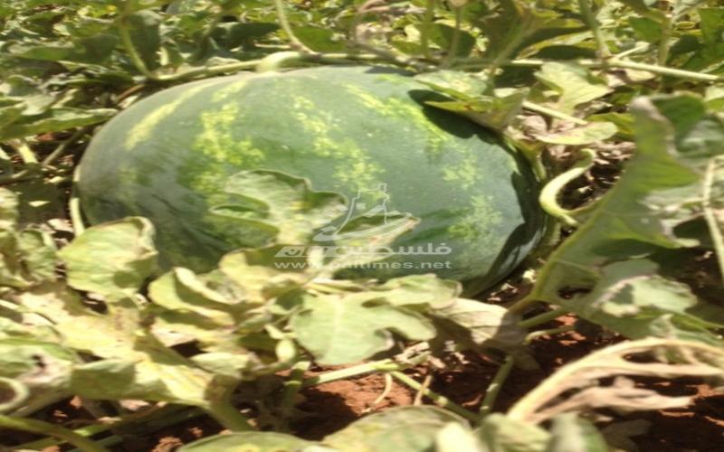 جبهة البطيخ - حرب من نوع آخر في مواجهة الاحتلال والجشع