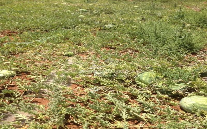 جبهة البطيخ - حرب من نوع آخر في مواجهة الاحتلال والجشع