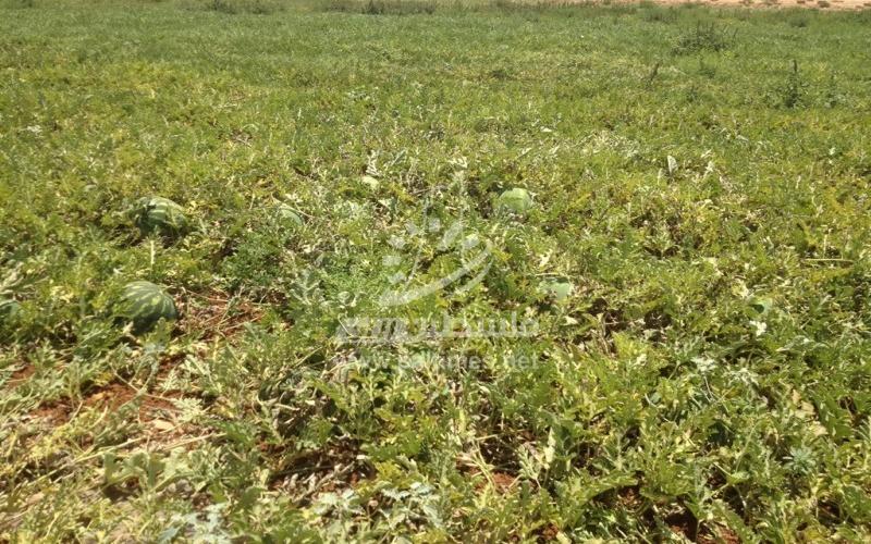 جبهة البطيخ - حرب من نوع آخر في مواجهة الاحتلال والجشع