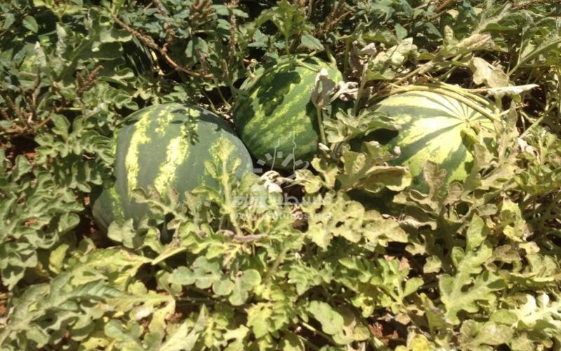 جبهة البطيخ - حرب من نوع آخر في مواجهة الاحتلال والجشع