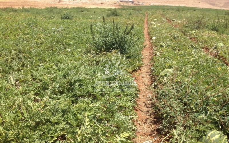 جبهة البطيخ - حرب من نوع آخر في مواجهة الاحتلال والجشع