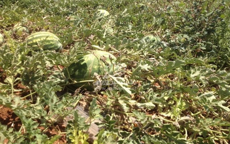جبهة البطيخ - حرب من نوع آخر في مواجهة الاحتلال والجشع
